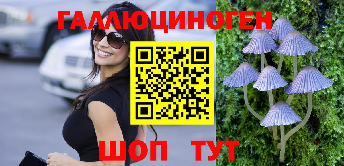 Псилоцибиновые грибы Psilocybine cubensis Вышний Волочёк